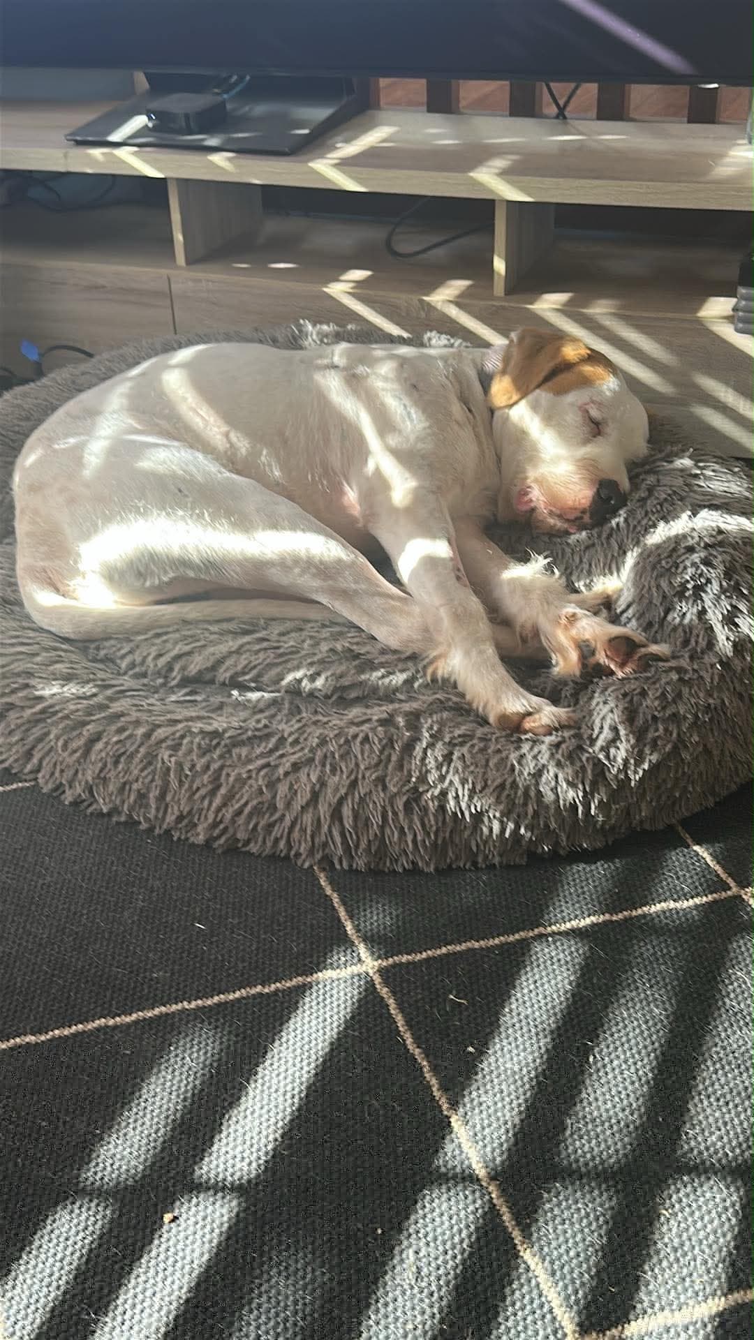 Geoff - Irish Wolfhound available for adoption at RSPCA NSW in Sydney