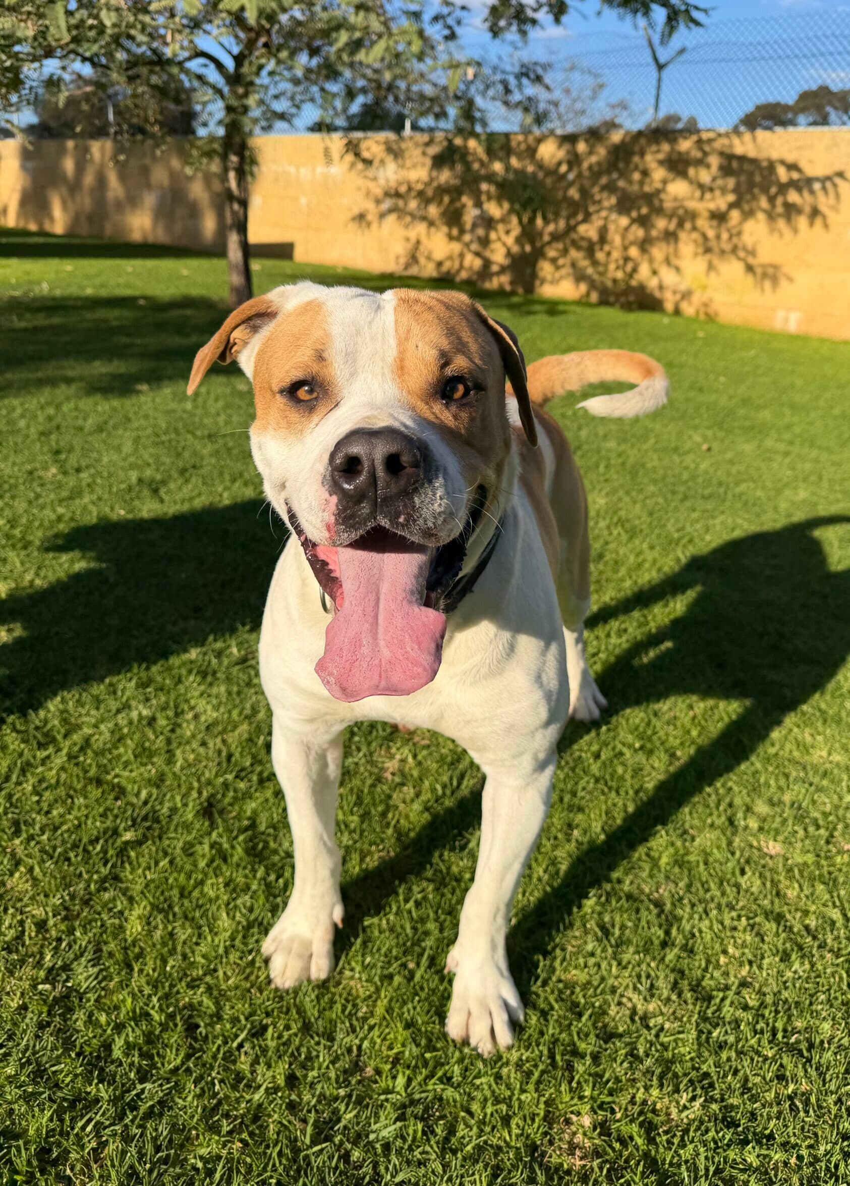 Luke - American Staffy Mix available for adoption in Sydney