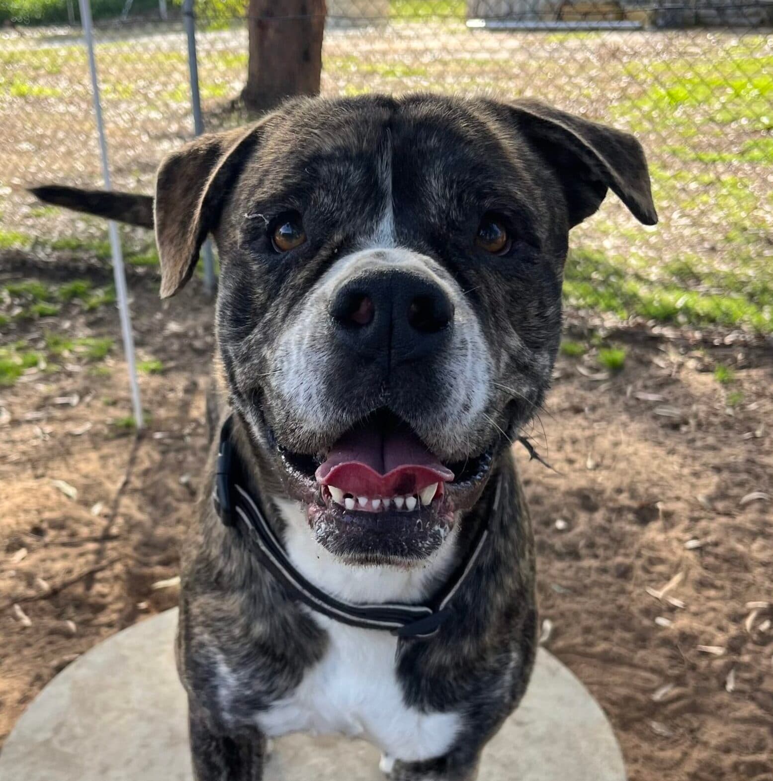 Toby - American Staffy Mix available for adoption at Swan Animal Haven in Perth