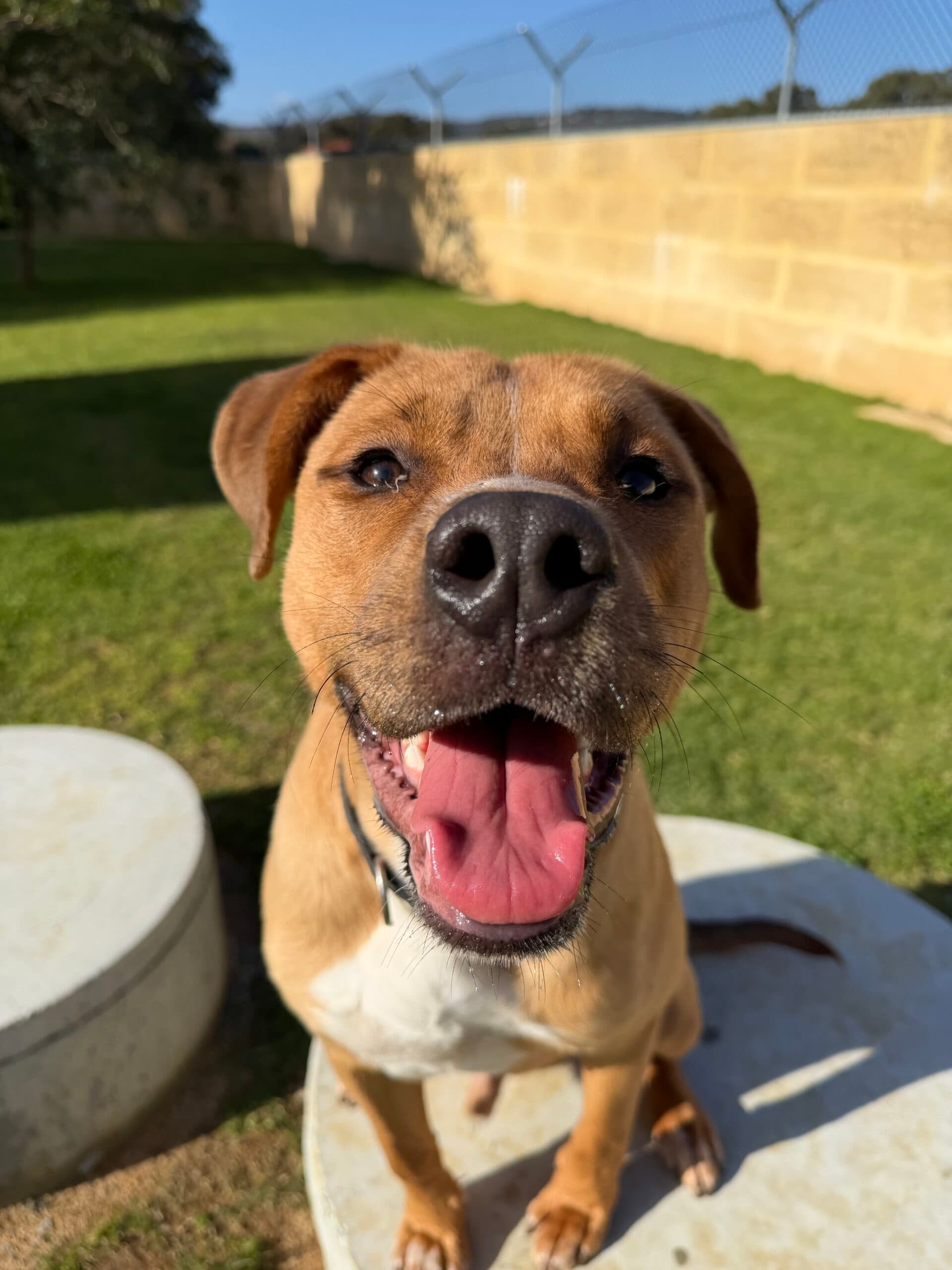 Tex - Golden Retriever x Staffy available for adoption in Sydney