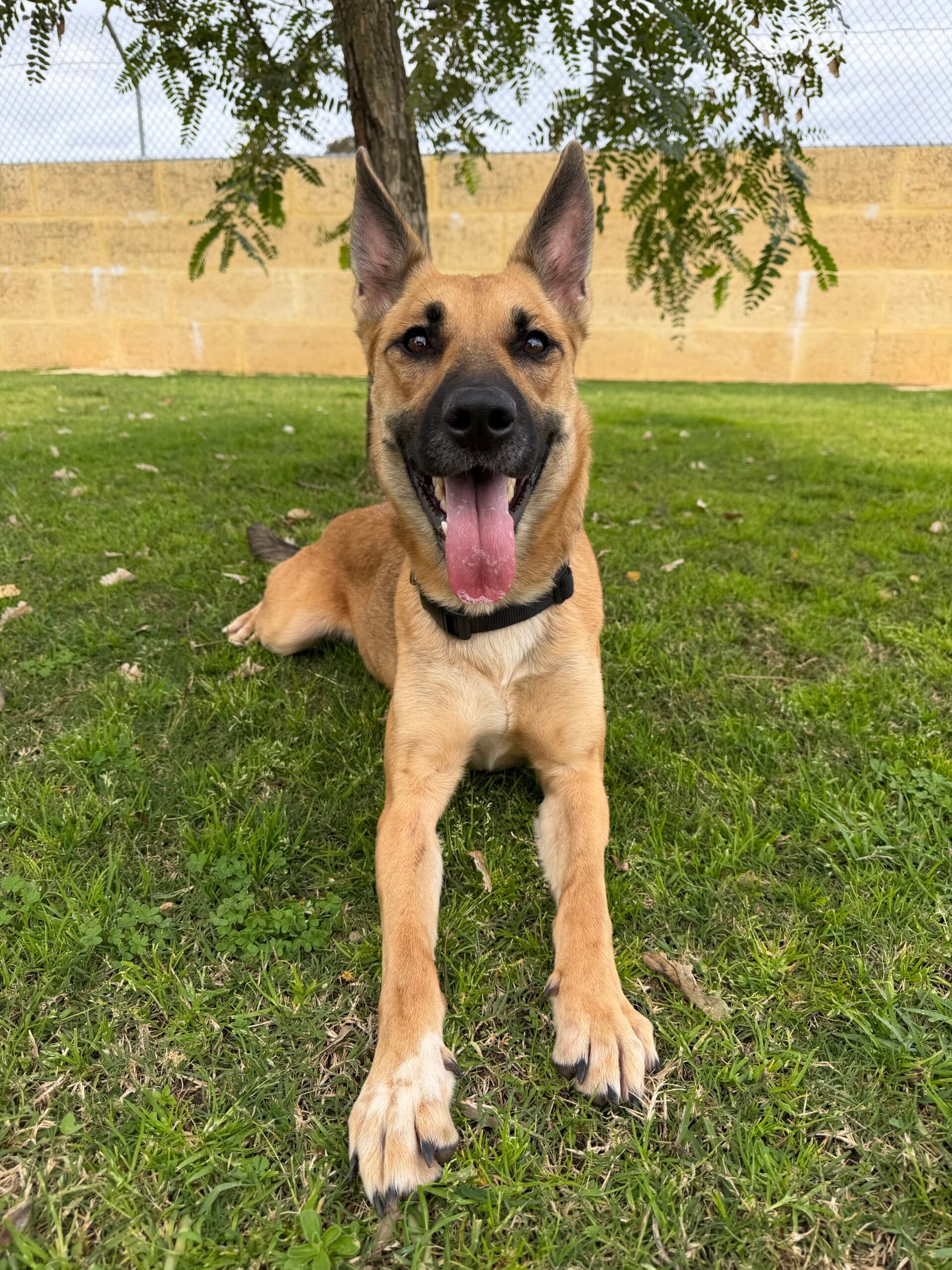 Macey - Shepherd x Kelpie available for adoption in Sydney