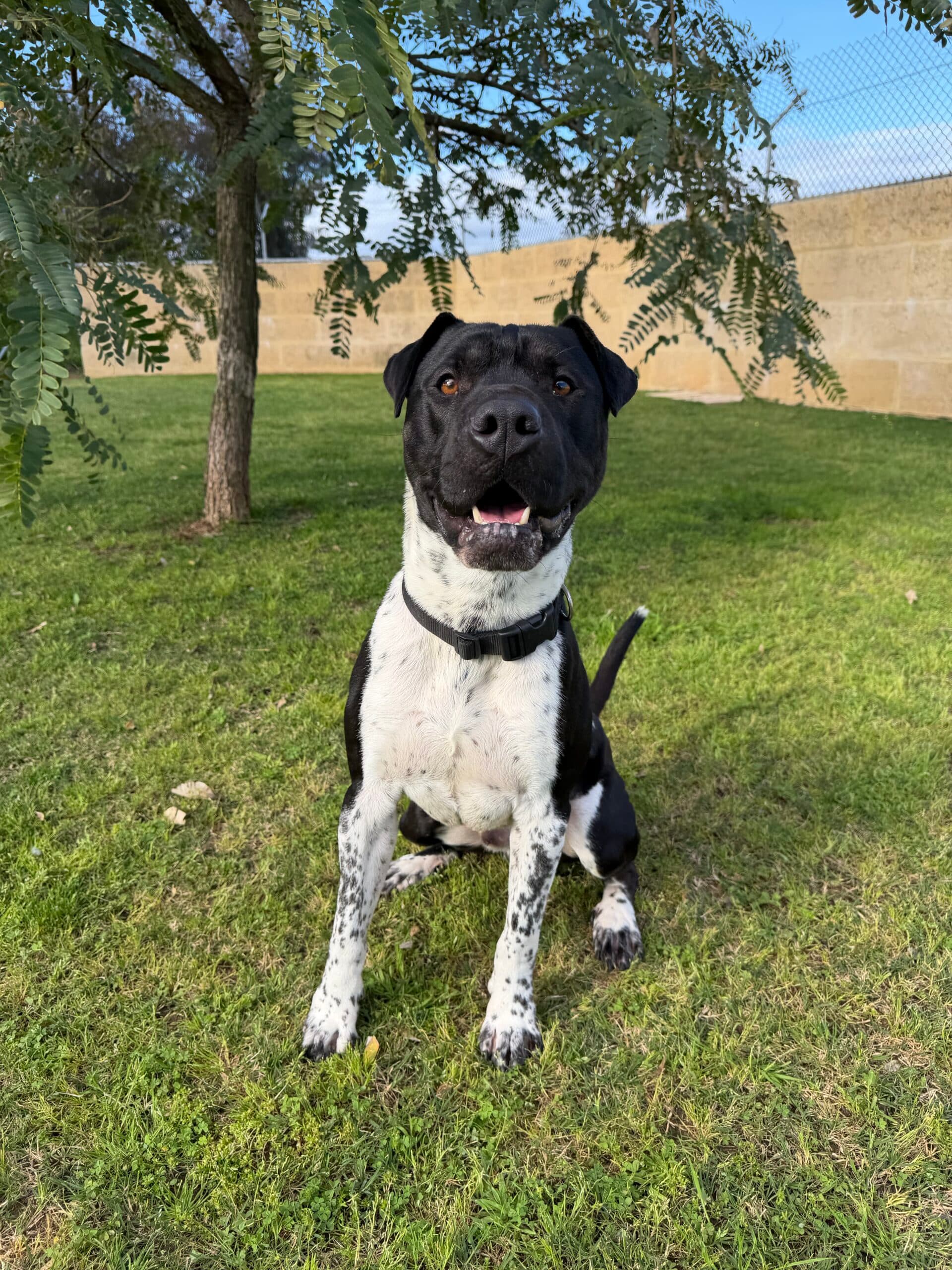 Loki - Shar Pei Mix available for adoption at Swan Animal Haven in Perth