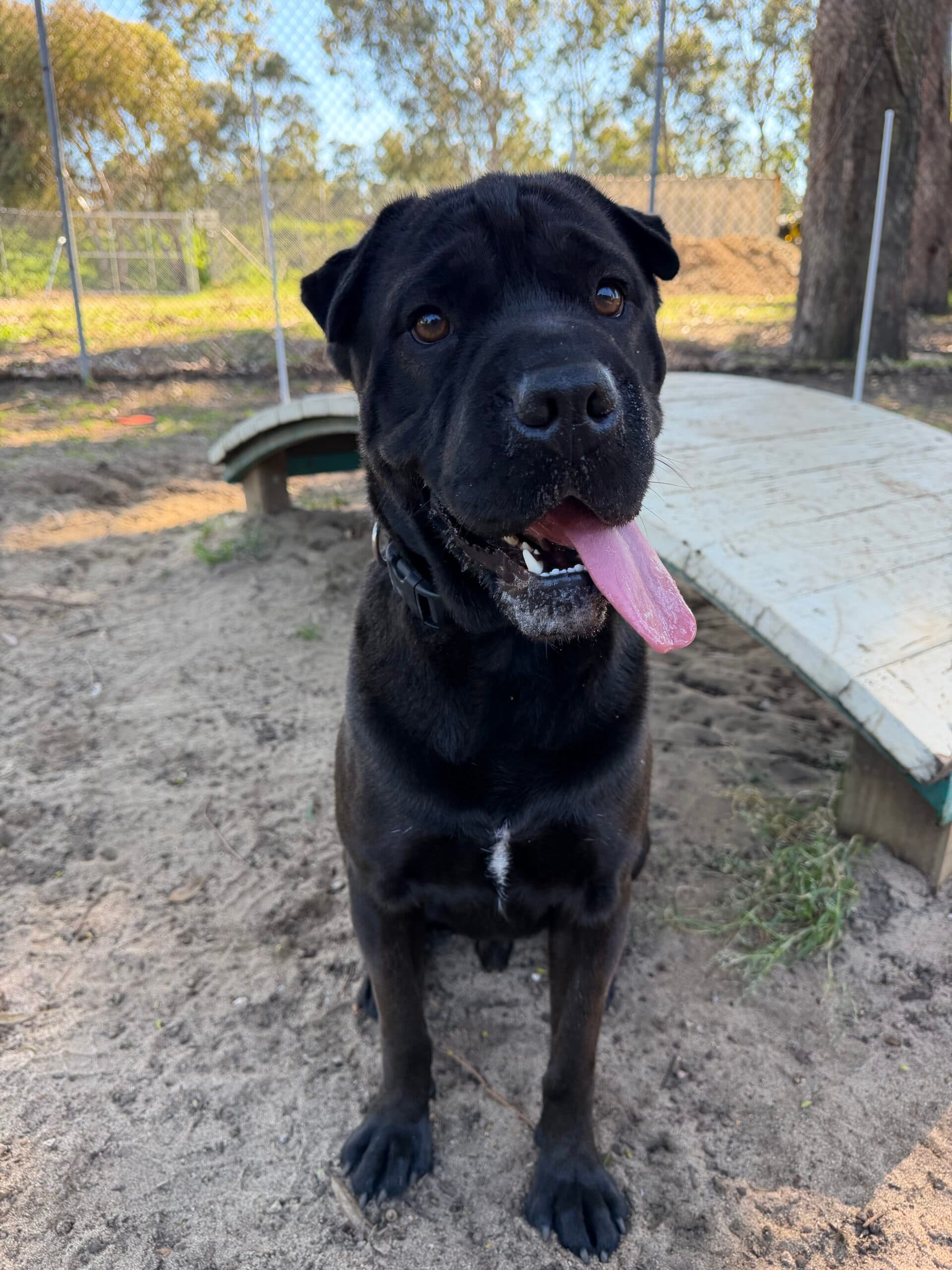 Kovu - Shar Pei x Rottweiler available for adoption in Perth