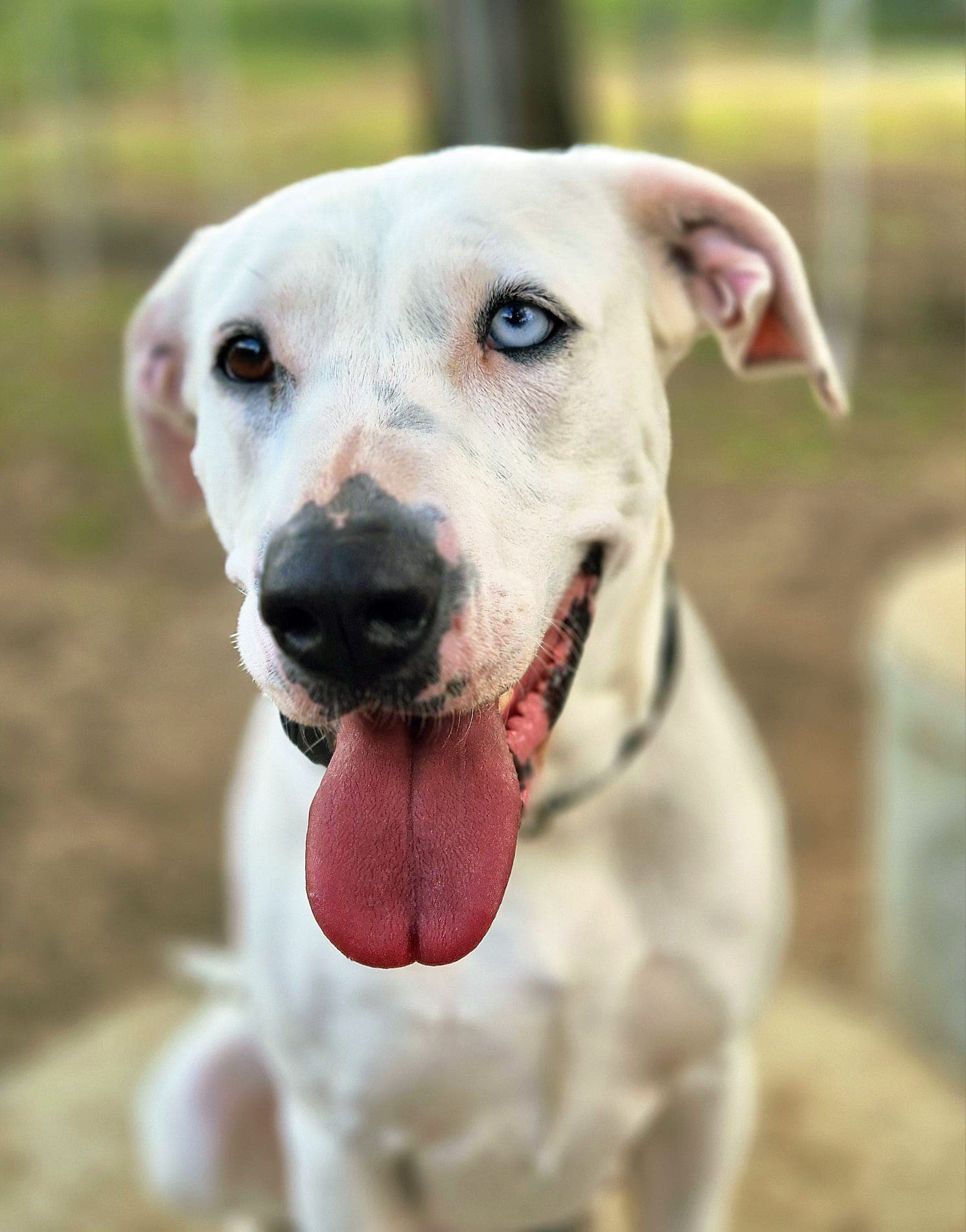 Brynne - Bull arab mix available for adoption at Swan Animal Haven in Perth