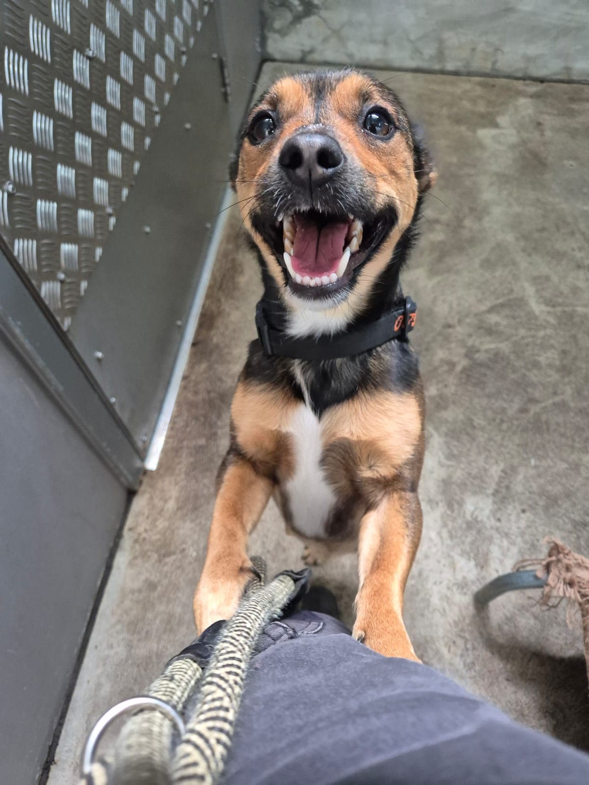 Chilli - Chihuahua x Jack Russell available for adoption in Perth