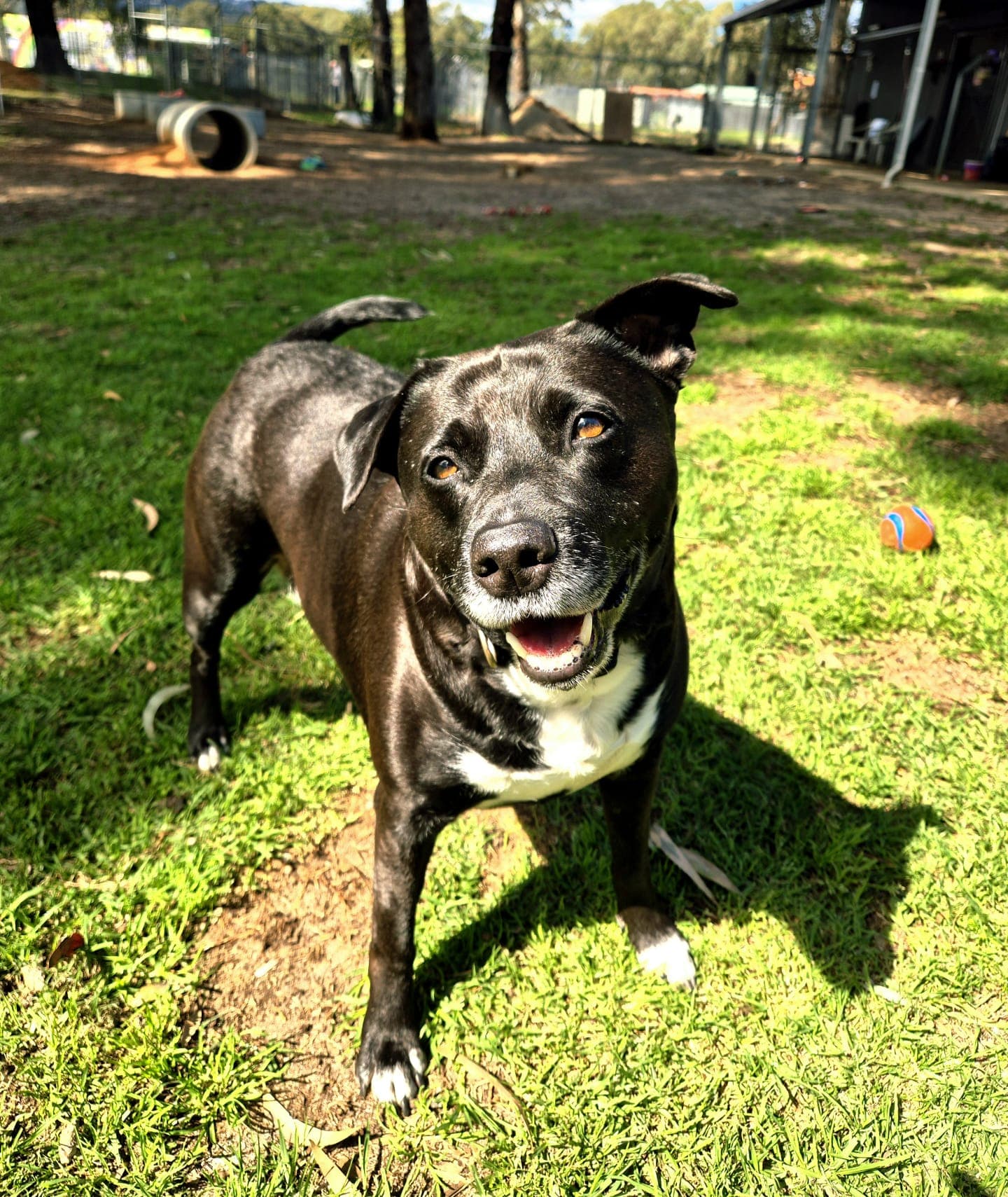 Cindy - Border Collie x Staffy available for adoption at Swan Animal Haven in Perth