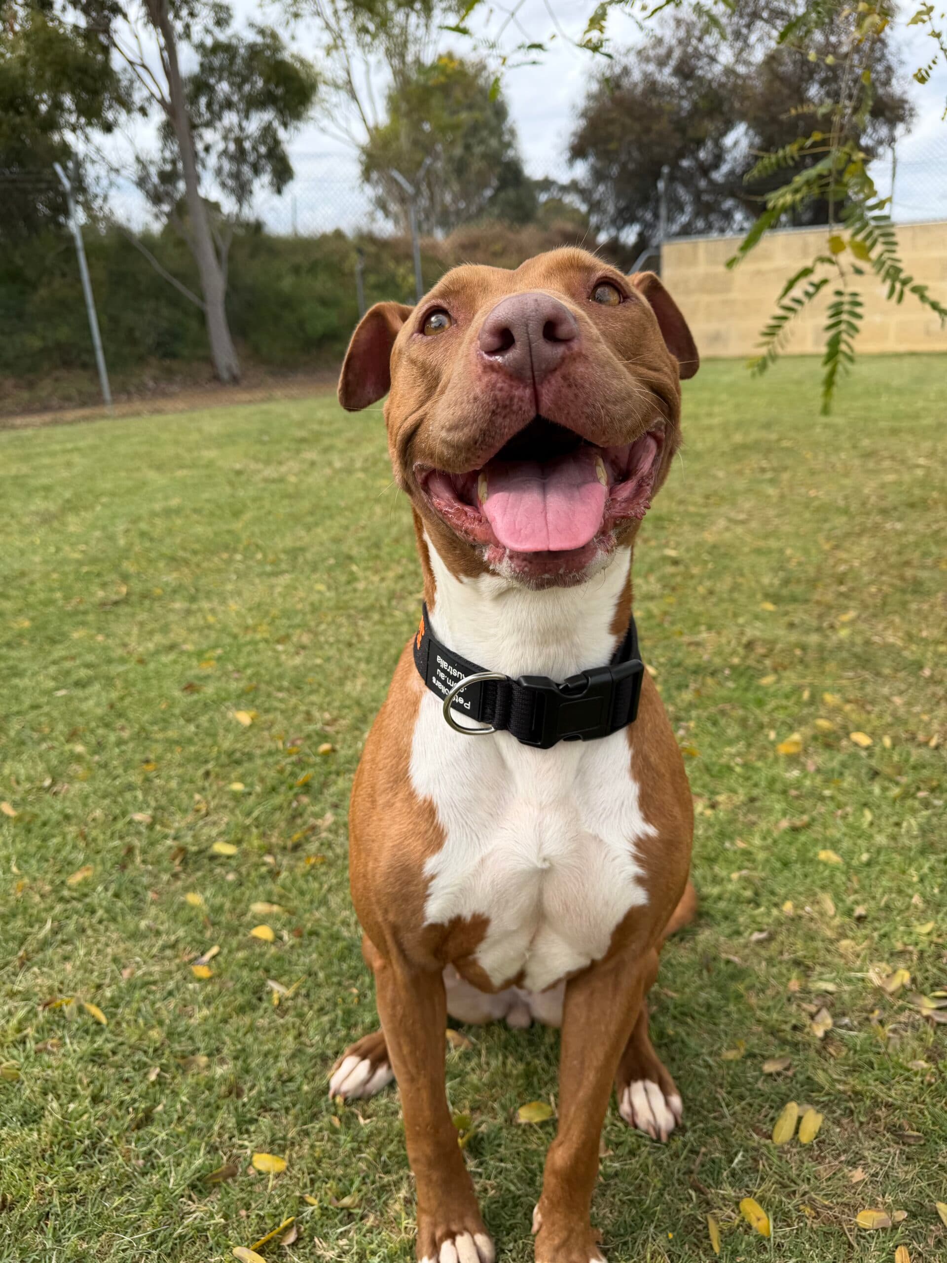 Honey - American Staffy Mix available for adoption at Swan Animal Haven in Perth