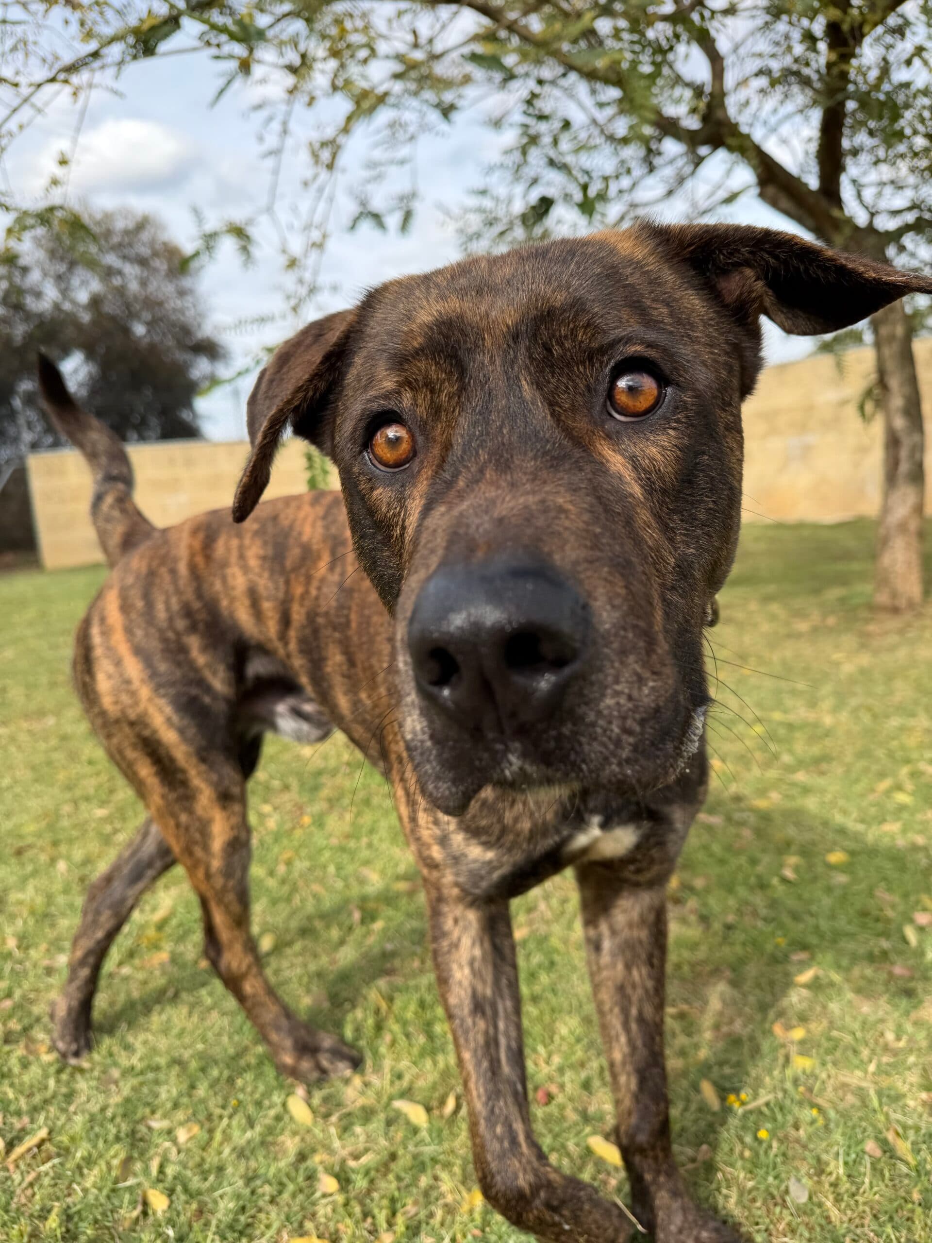 Zuke - American Staffy Mix available for adoption at Swan Animal Haven in Perth