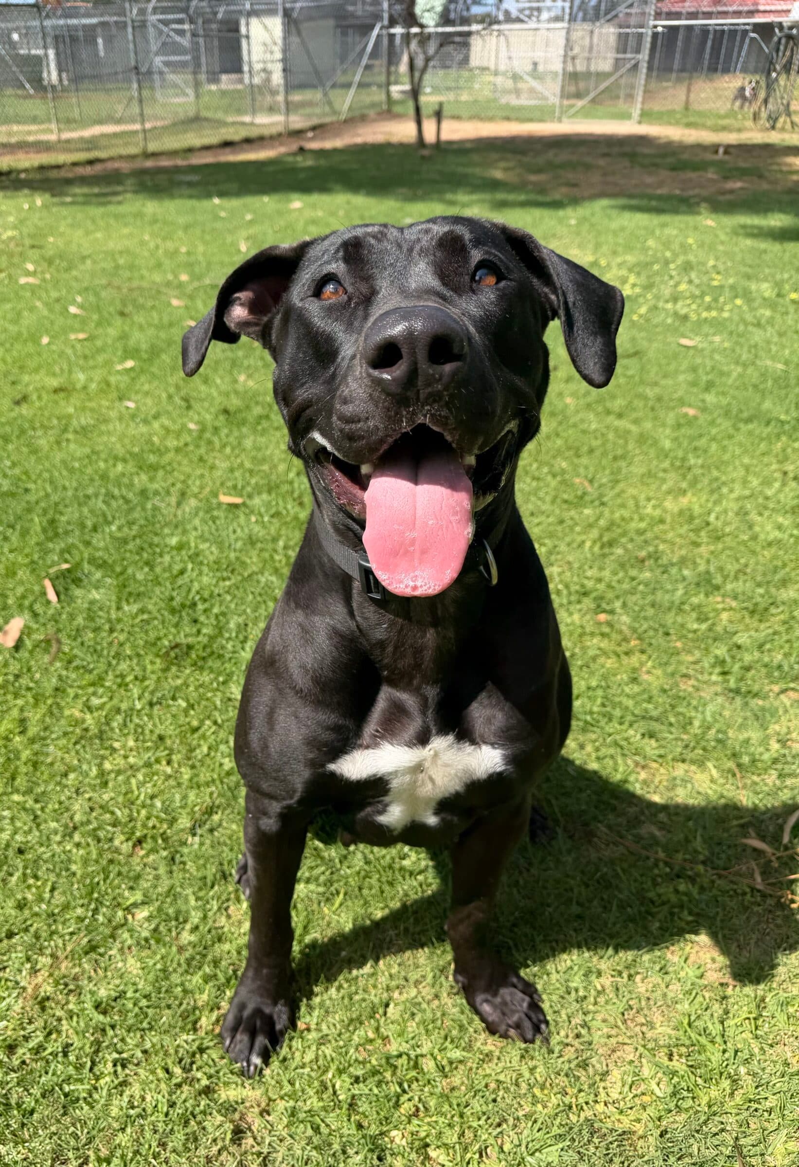 Lucy - American Bulldog mix available for adoption in Perth