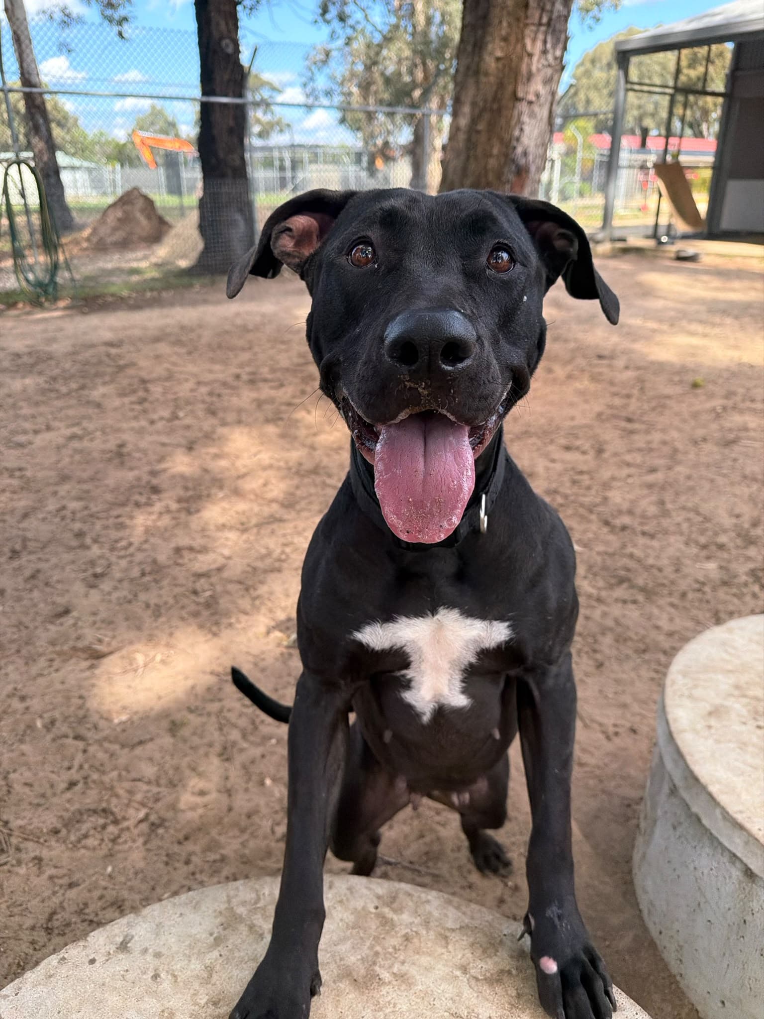 Lucy - American Bulldog mix available for adoption at Swan Animal Haven in Perth