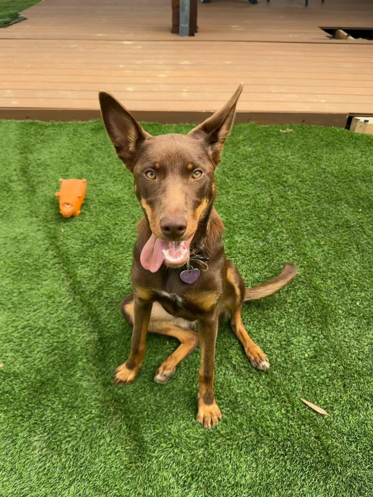 Bonnie - Red Cloud Kelpie x Border Collie available for adoption at Swan Animal Haven in Perth