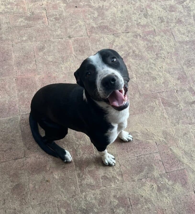 Bud - Border Collie x Staffy available for adoption at Swan Animal Haven in Perth