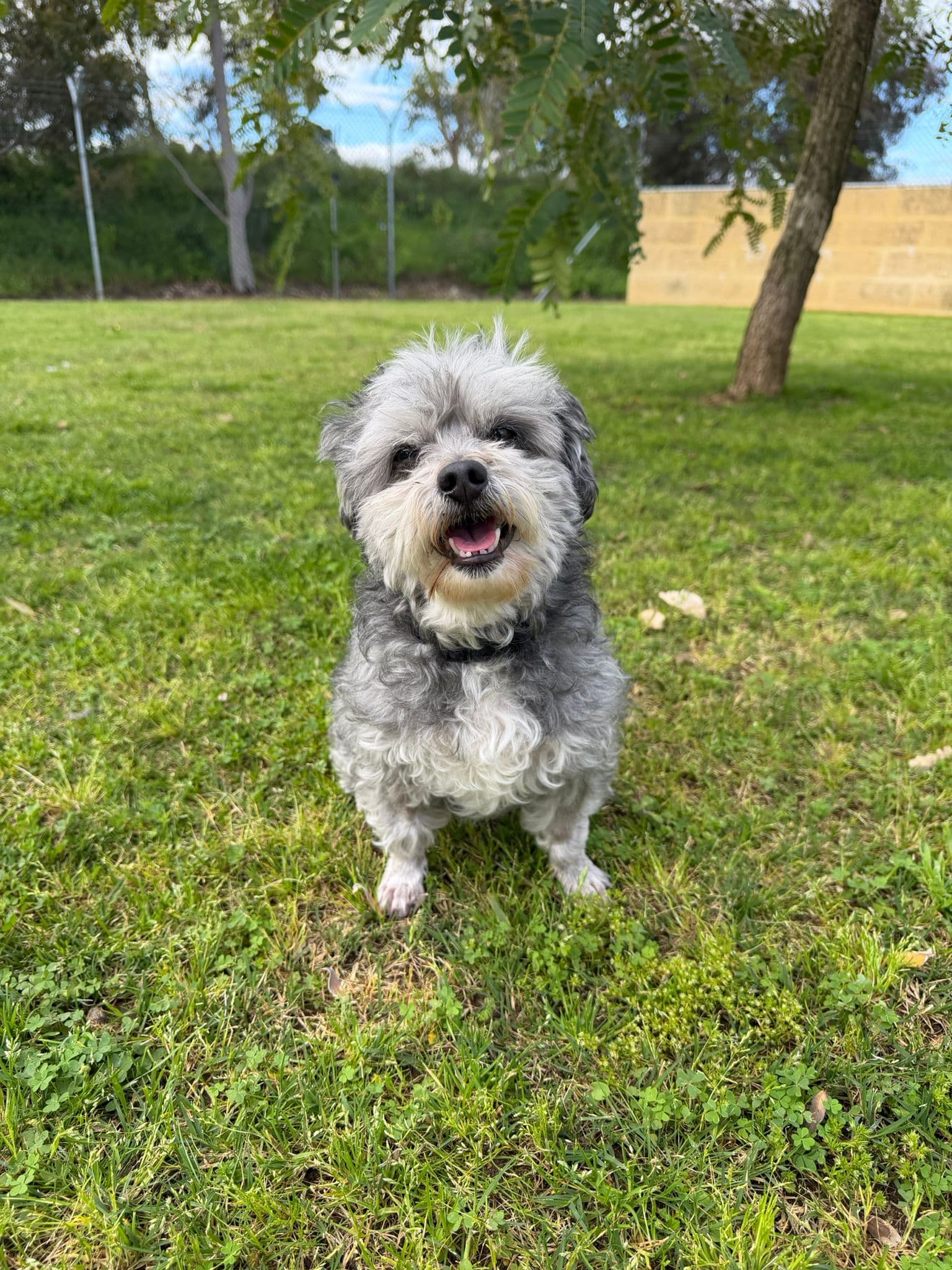 Diesel - Maltese x available for adoption in Perth