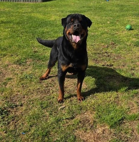 Dozer - Rottweiler available for adoption at Swan Animal Haven in Perth