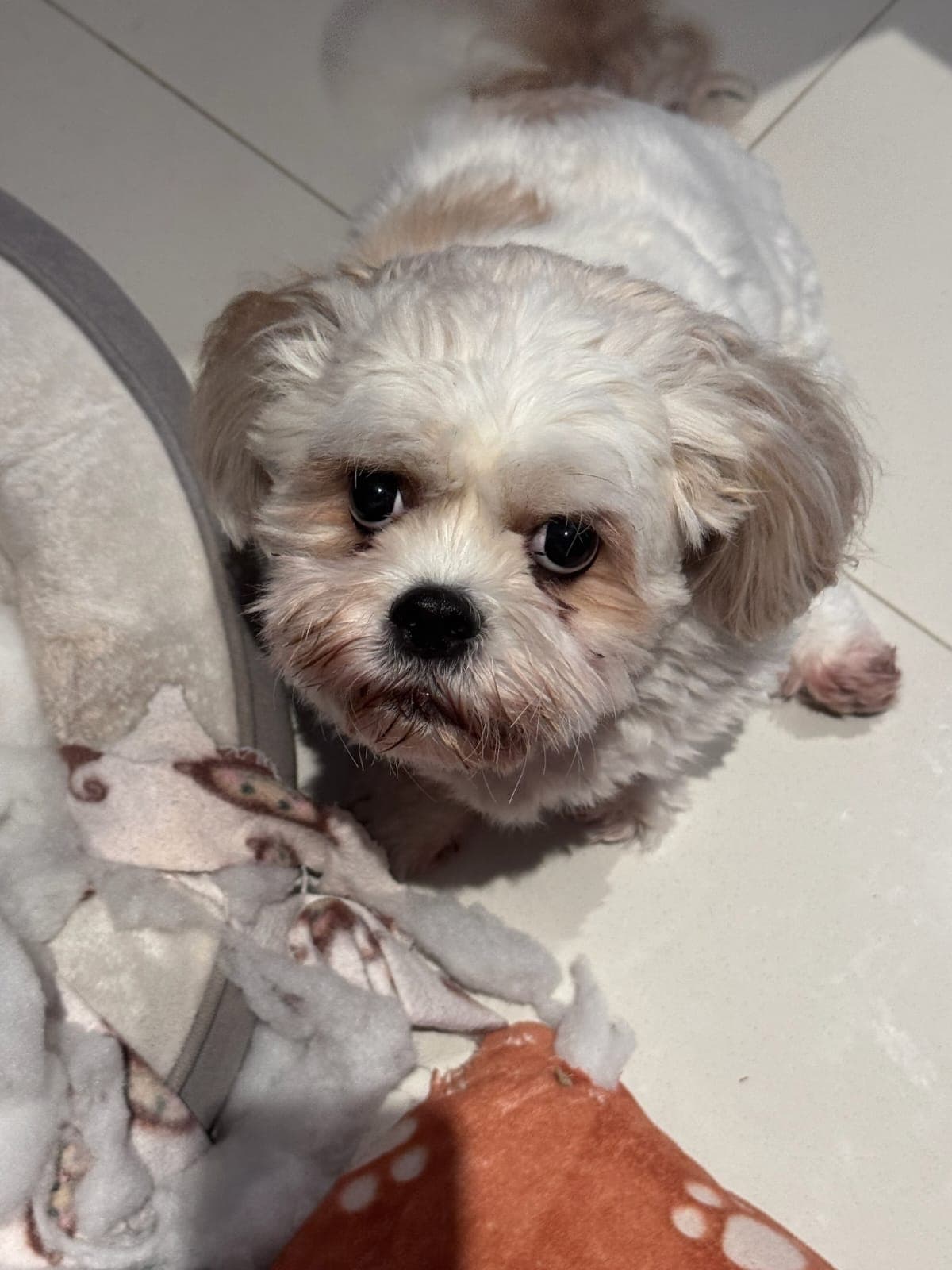 Evie - Maltese Shitzu x available for adoption in Perth
