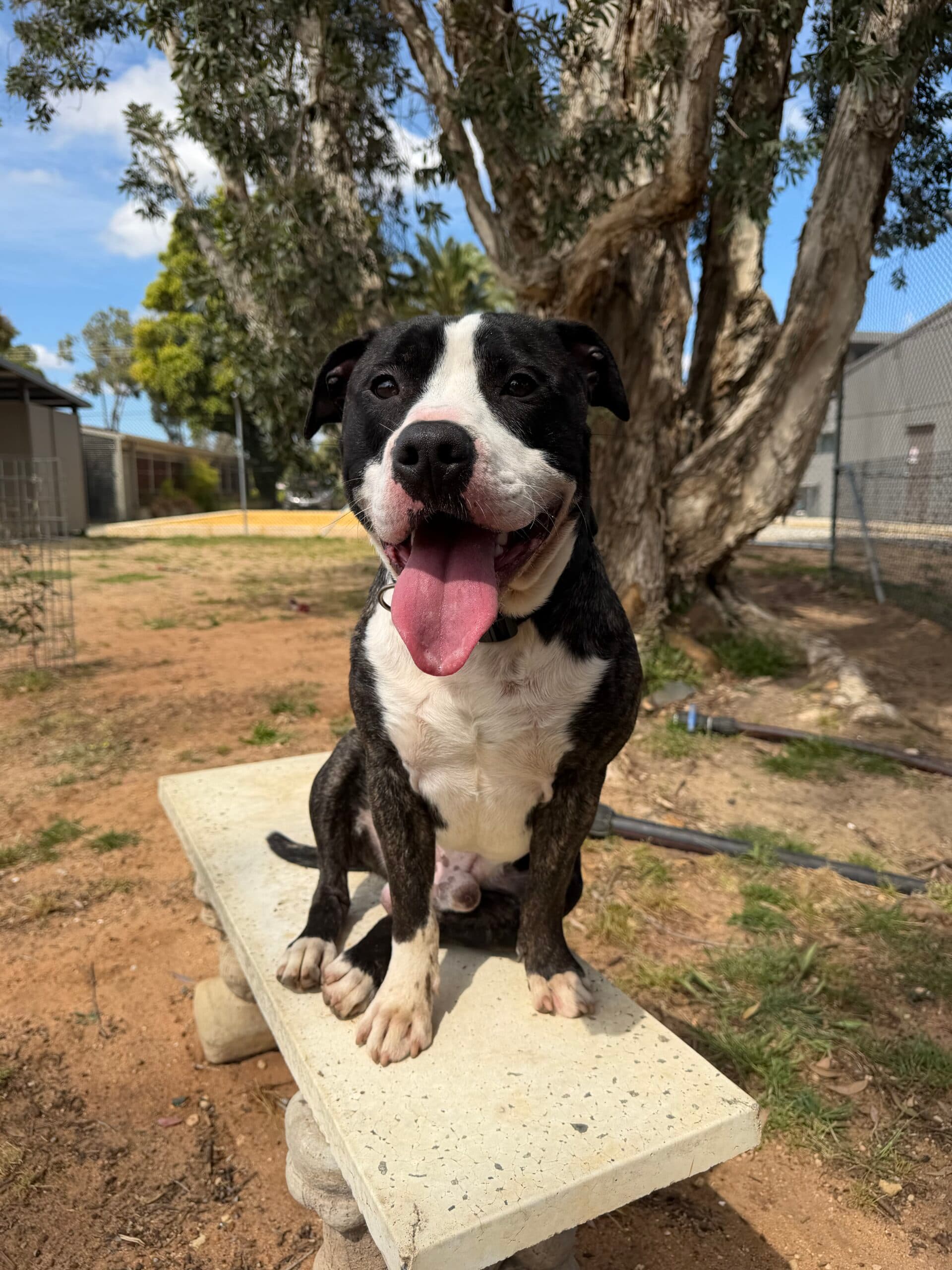 Oliver - English Staffy x available for adoption at Swan Animal Haven in Perth