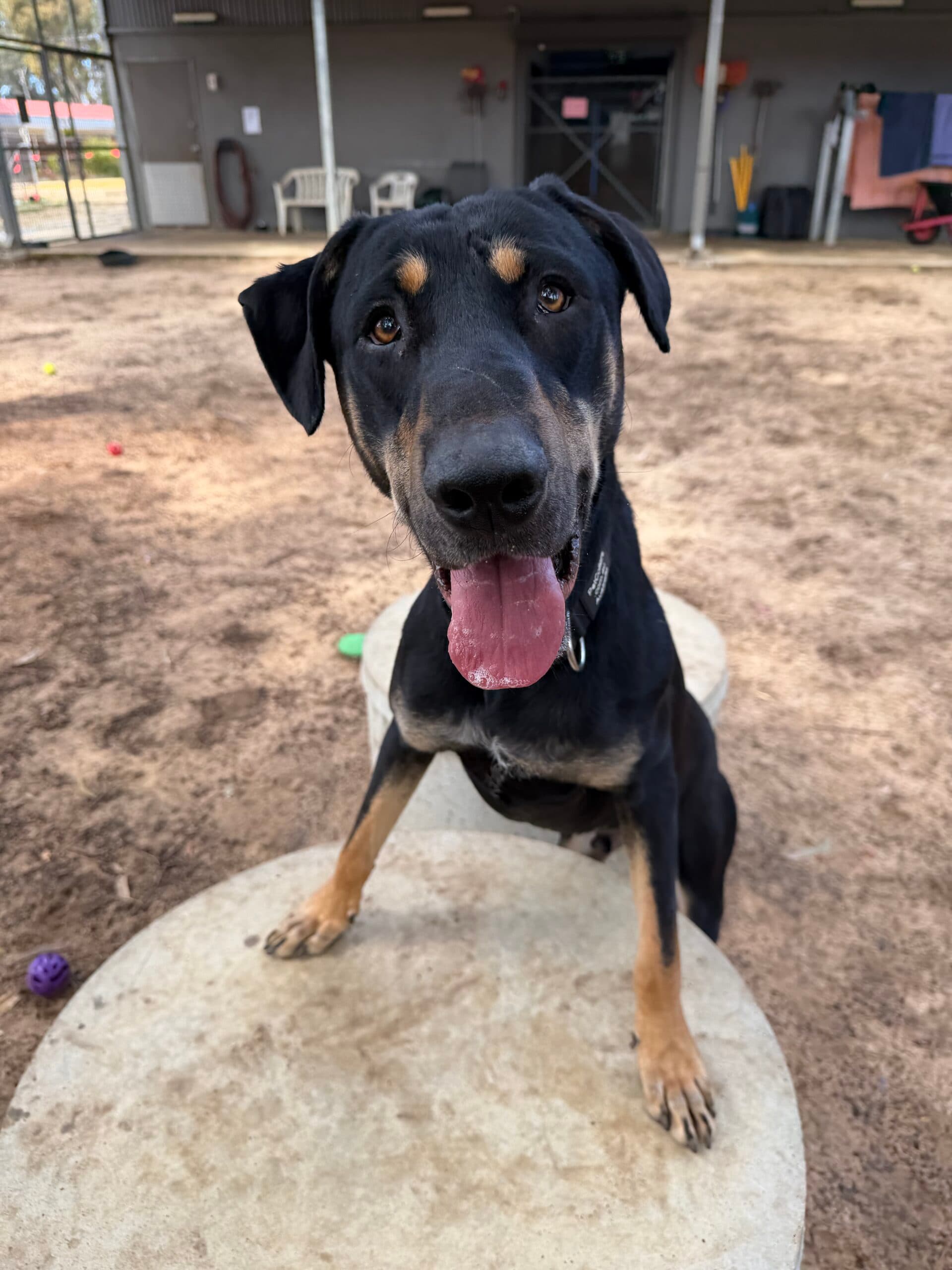 Duke - Huntaway x available for adoption at Swan Animal Haven in Perth