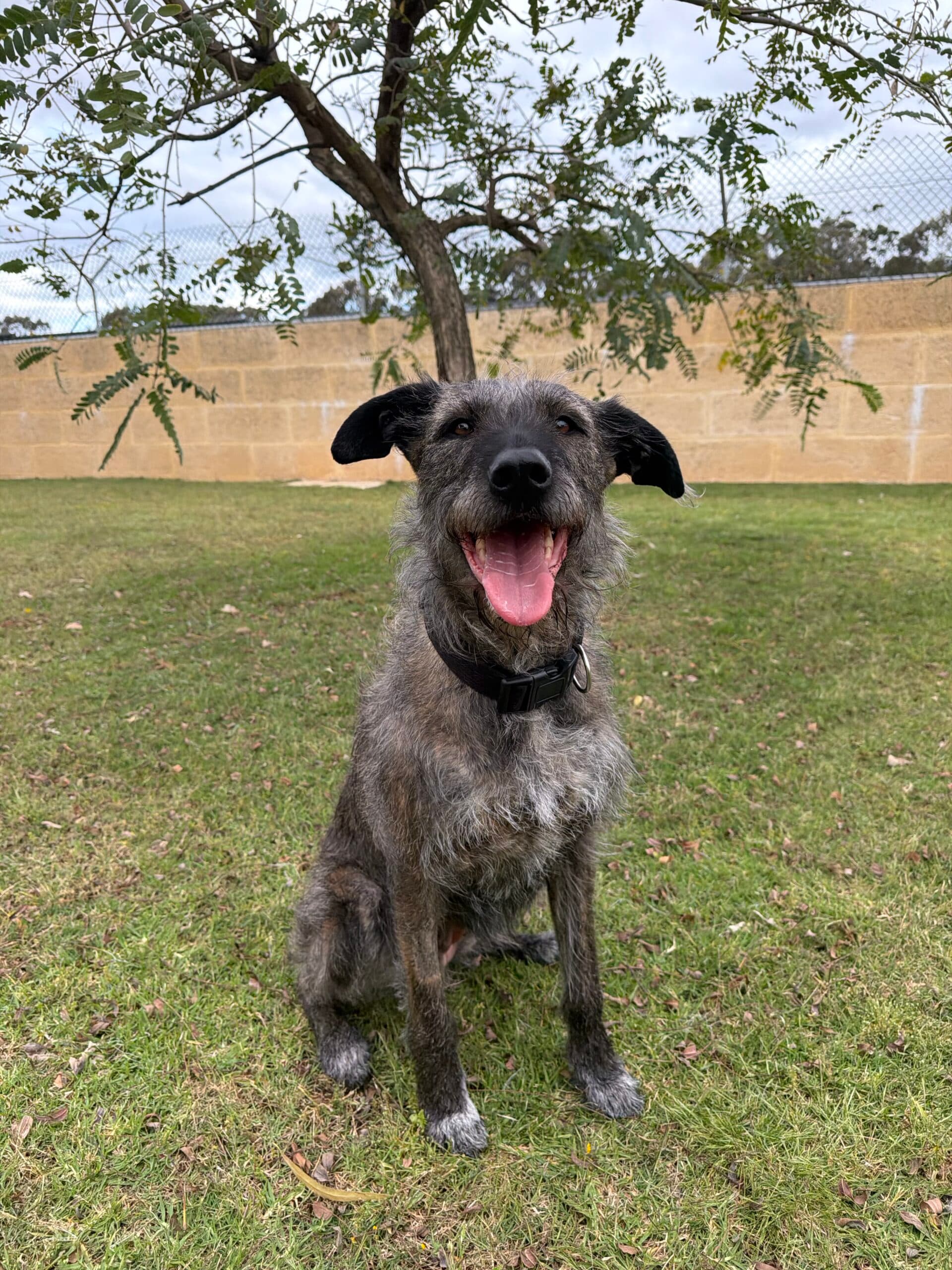 Daisy - Staghound x available for adoption at Swan Animal Haven in Perth