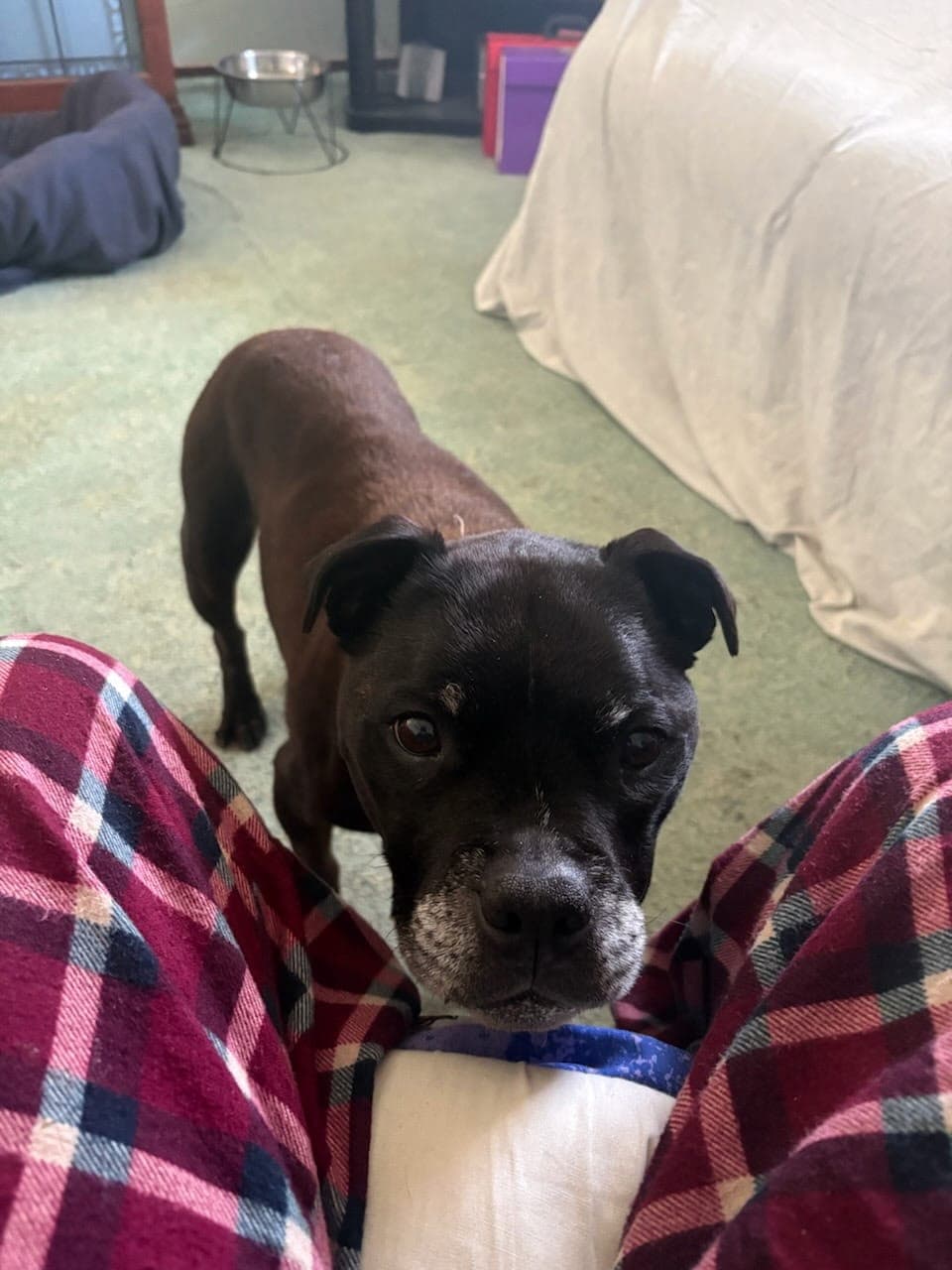 Liza - Staffy cross available for adoption at Swan Animal Haven in Perth