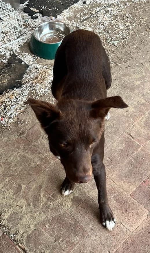 Max - Red cloud kelpie available for adoption at Swan Animal Haven in Perth
