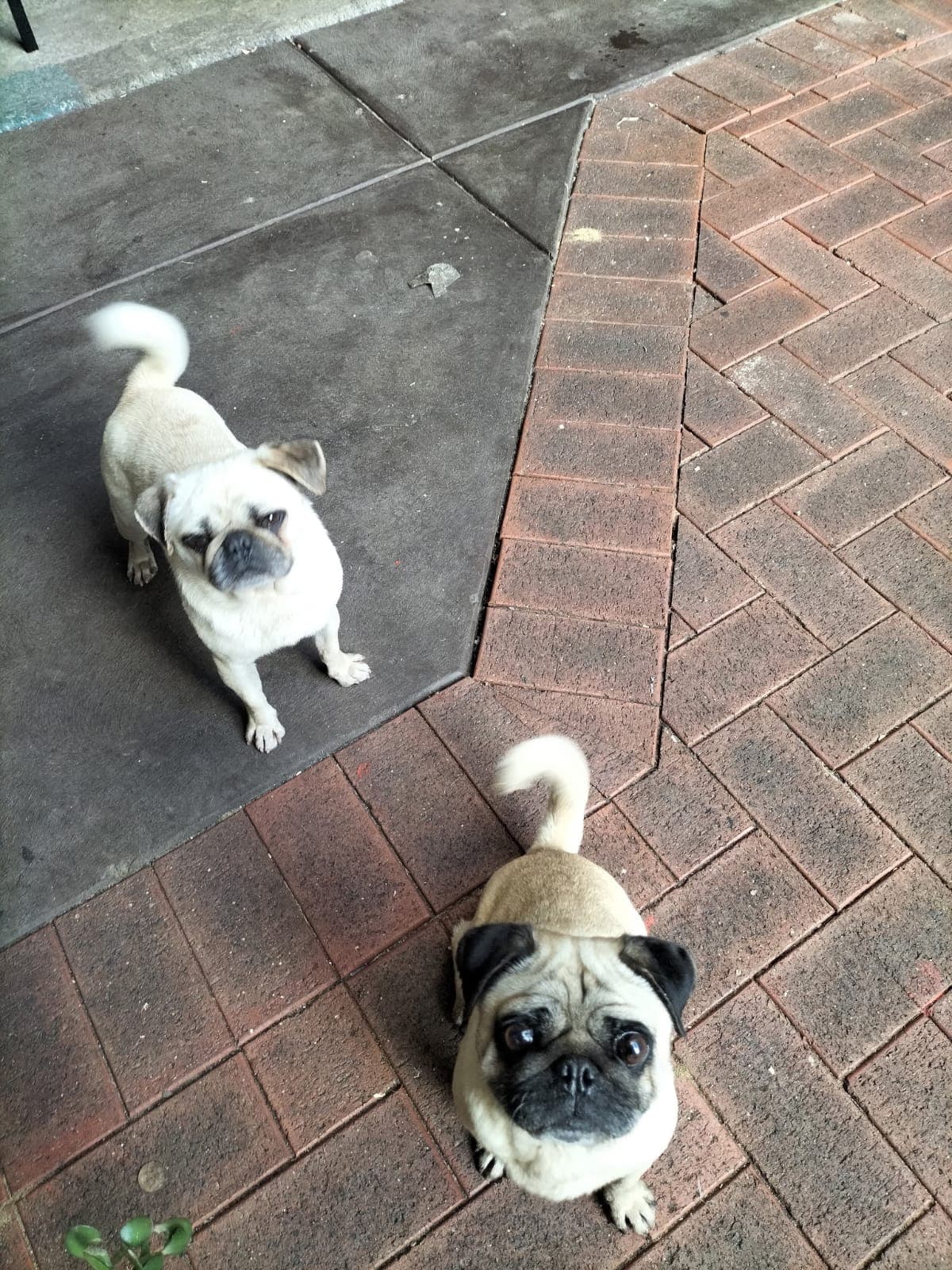 Bella and Stevie - Pug available for adoption in Perth