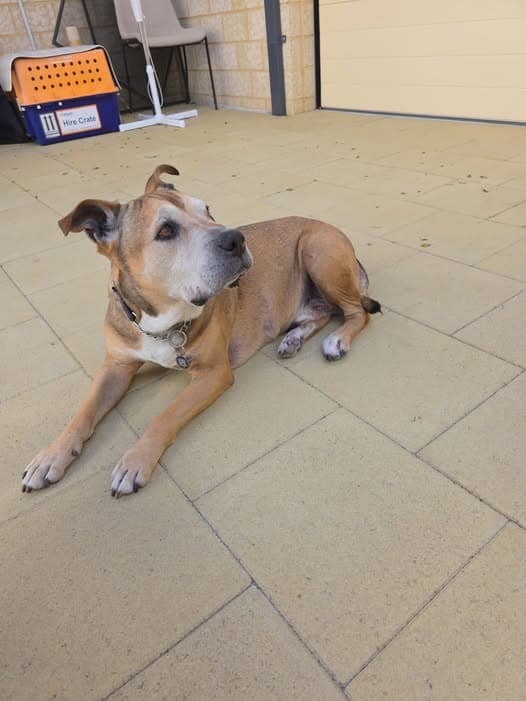 Scrappy - Staffy x ridgeback available for adoption at Swan Animal Haven in Perth