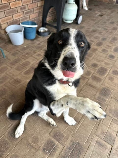 Zane - Border collie available for adoption at Swan Animal Haven in Perth