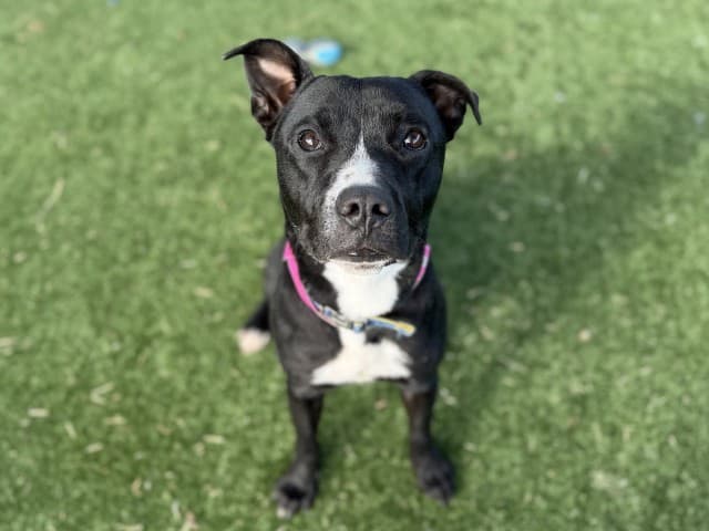 Sydney - Am-Staff available for adoption at Blacktown Animal Rehoming Centre in Sydney