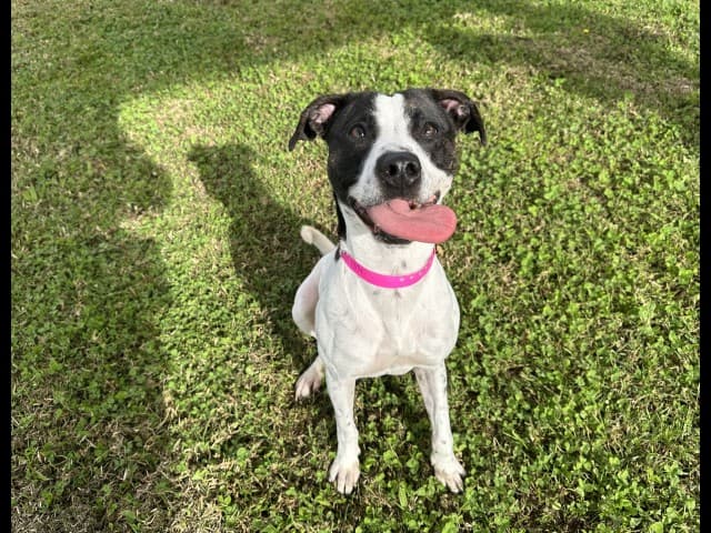 Pixie - Staffy available for adoption at Blacktown Animal Rehoming Centre in Sydney
