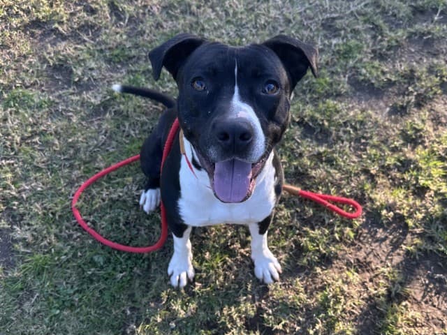 Tweetie - Staffy available for adoption at Blacktown Animal Rehoming Centre in Sydney