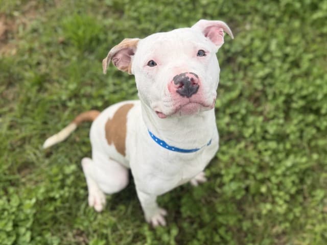 Ninja - Staffy available for adoption at Blacktown Animal Rehoming Centre in Sydney