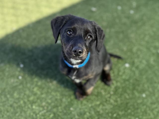 Nacho - Dachshund available for adoption at Blacktown Animal Rehoming Centre in Sydney