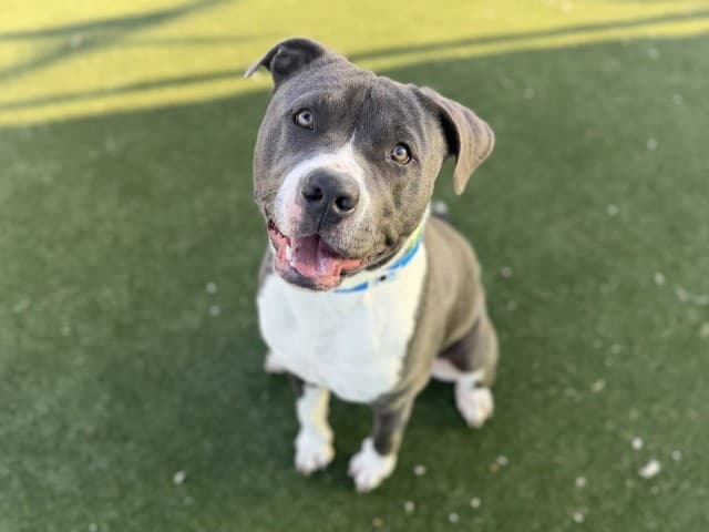 Pugsley - Am-Staff available for adoption at Blacktown Animal Rehoming Centre in Sydney