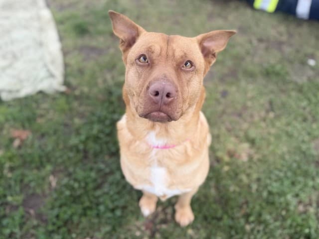 Nala - Am-Staff available for adoption at Blacktown Animal Rehoming Centre in Sydney