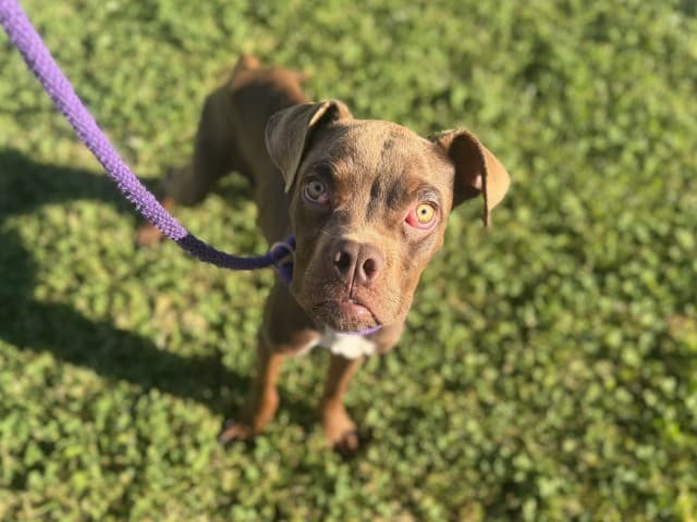 Ren - Staffy available for adoption at Blacktown Animal Rehoming Centre in Sydney