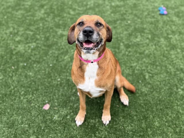 Missy - Am-Staff available for adoption at Blacktown Animal Rehoming Centre in Sydney