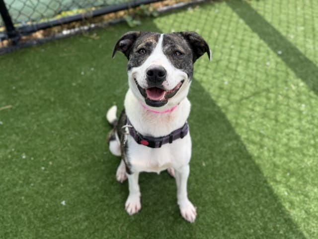 Ember - Bearded-Collie available for adoption at Blacktown Animal Rehoming Centre in Sydney