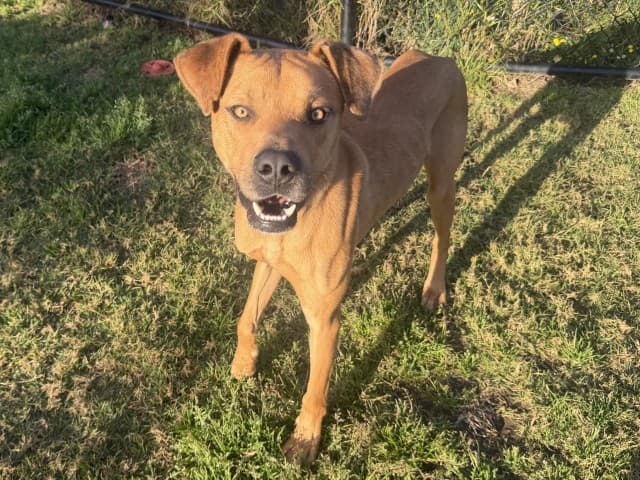 Walker - Staffy available for adoption at Blacktown Animal Rehoming Centre in Sydney