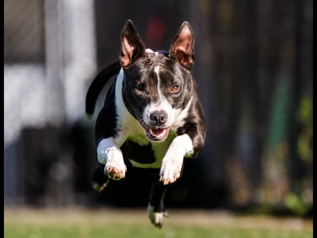Molly - Am-Staff available for adoption in Blacktown