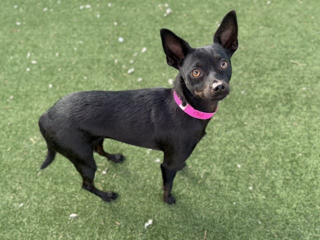Luna - Chihuahua available for adoption at Blacktown Animal Rehoming Centre in Sydney