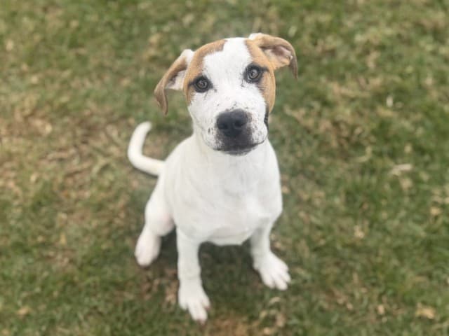 Chai - Cattle available for adoption at Blacktown Animal Rehoming Centre in Sydney