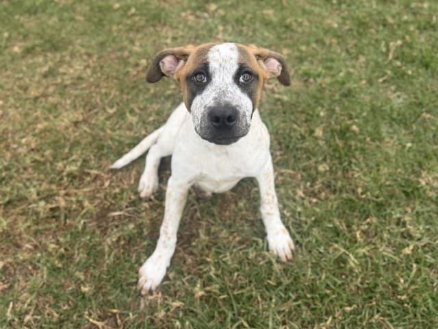 Latte - Cattle available for adoption at Blacktown Animal Rehoming Centre in Sydney