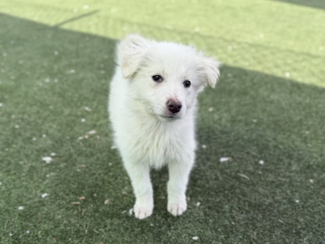 Salt - Pomeranian available for adoption at Blacktown Animal Rehoming Centre in Sydney