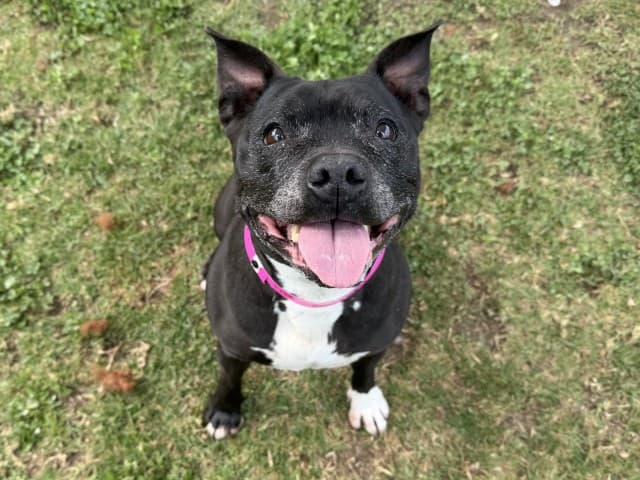 Moo - Staffy available for adoption at Blacktown Animal Rehoming Centre in Sydney