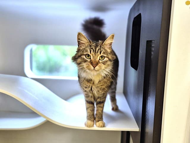 Ciabatta - Domestic cat available for adoption at Blacktown Animal Rehoming Centre in Sydney