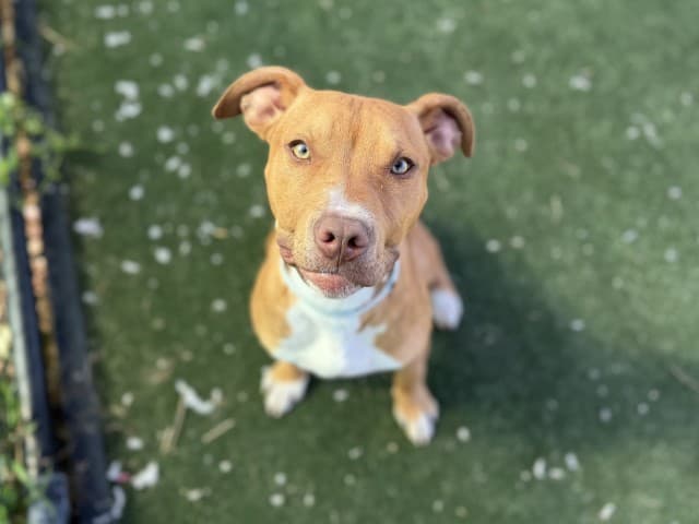 Spyro - Am-Staff available for adoption at Blacktown Animal Rehoming Centre in Sydney