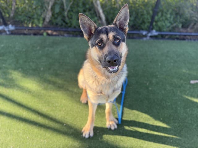 Max - German-Shepherd available for adoption at Blacktown Animal Rehoming Centre in Sydney