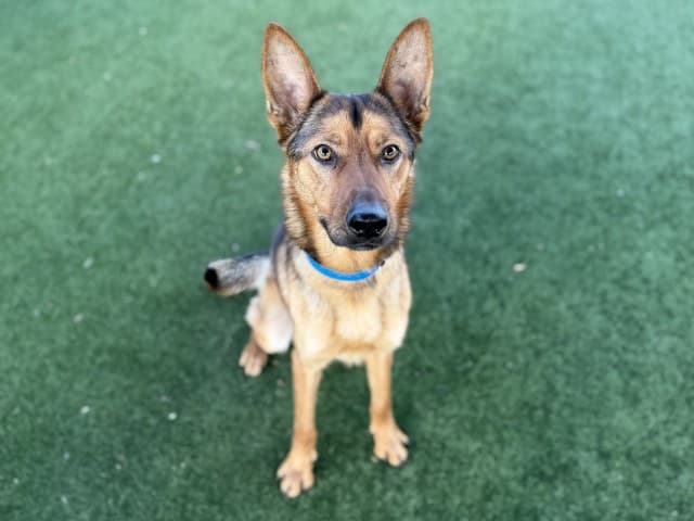 Coyote - German-Shepherd available for adoption at Blacktown Animal Rehoming Centre in Sydney