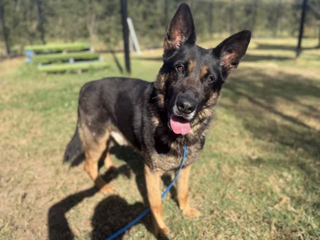 Prince - German-Shepherd available for adoption at Blacktown Animal Rehoming Centre in Sydney