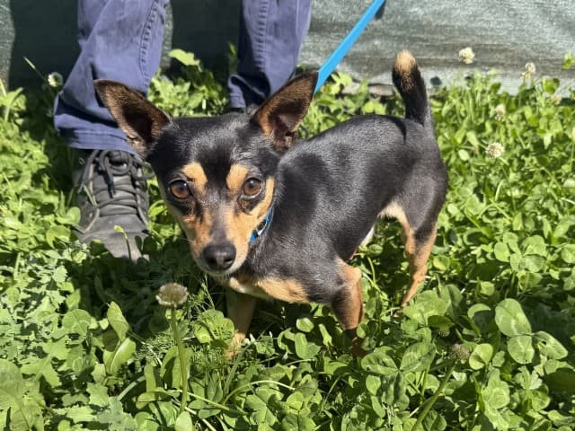 Kevin - Chihuahua available for adoption at Blacktown Animal Rehoming Centre in Sydney